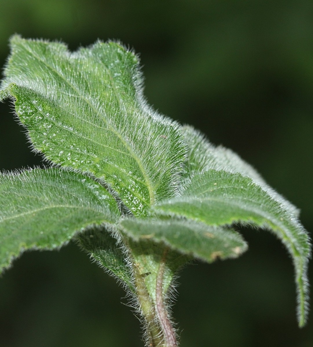 Strobilanthes calycina Nees